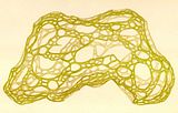 Hydroclathrus clathratus1